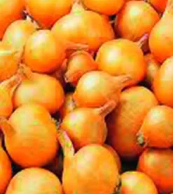 Plantgroente|Ecocheques|ohgreen Plantsjalot yellow moon 7/15 500g