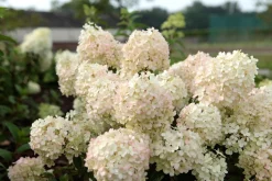Struiken|Ecocheques|ohgreen Pluimhortensia 'Bobo'