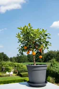 Kunststof|Ecocheques|ohgreen Pot essential 12cm