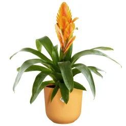Potten En Vazen|Ecocheques|ohgreen Pot jazz rond 19cm amber geel
