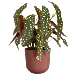 Potten En Vazen|Ecocheques|ohgreen Pot jazz rond 14cm toscaans rood