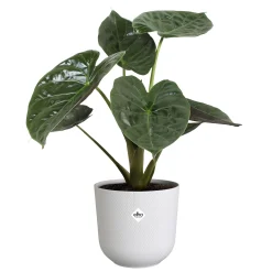 Potten En Vazen|Ecocheques|ohgreen Pot jazz rond 23cm zijdewit