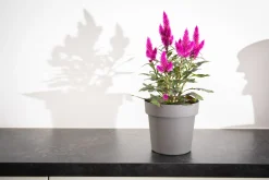 Kunststof|Ecocheques|ohgreen Pot rond happy 16 cm antraciet