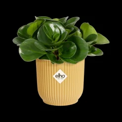 Potten En Vazen|Ecocheques|ohgreen Pot vibes fold 9cm botergeel