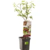 Fruitbomen|Ecocheques|ohgreen Pruim patioboompje prunus domestica victoria