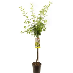 Fruitbomen|Ecocheques|ohgreen Pruimenboom prunus domestica ontario halfstam