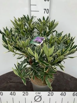 Struiken|Ecocheques|ohgreen Rhododendron hybride 40-50 cm in p23