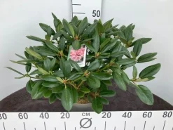 Struiken|Ecocheques|ohgreen Rhododendron hybride 40-50 cm in p23