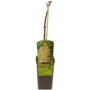 Ecocheques|Fruitbomen|ohgreen Ribes rubrum witte parel
