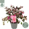 Struiken|Ecocheques|ohgreen Rode franjeboom
