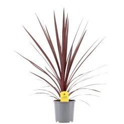 Mediterrane Planten|Ecocheques|ohgreen Rode koolpalm