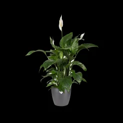 Ecocheques|Potten En Vazen|ohgreen Rond 25cm