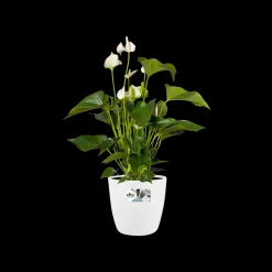 Ecocheques|Potten En Vazen|ohgreen Rond 25cm