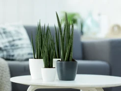 Ecocheques|Potten En Vazen|ohgreen Rond mini 7cm