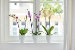 Ecocheques|Potten En Vazen|ohgreen Rond orchidee 12,5cm