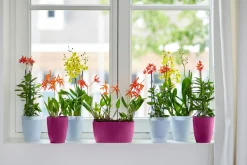 Ecocheques|Potten En Vazen|ohgreen Rond orchidee 12,5cm
