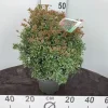 Struiken|Ecocheques|ohgreen Rotsheide p19