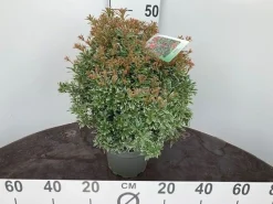 Struiken|Ecocheques|ohgreen Rotsheide p19