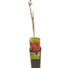 Ecocheques|Fruitbomen|ohgreen Rubus idaeus heritage