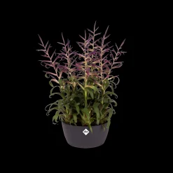 Ecocheques|Potten En Vazen|ohgreen Schaal 23cm