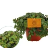 Groene Planten|Ecocheques|ohgreen Sedum Tornado