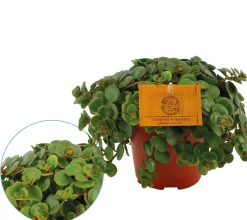 Groene Planten|Ecocheques|ohgreen Sedum Tornado