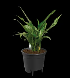 Bewatering|Ecocheques|ohgreen SELF-WATERING INSERT 36CM LIVING BLACK