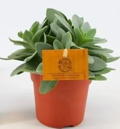 Groene Planten|Ecocheques|ohgreen Senecio cephalo