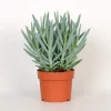 Cactus - Succulent - Sanseveria|Ecocheques|ohgreen Senecio Mount Everest ( Senecio Ficoides )