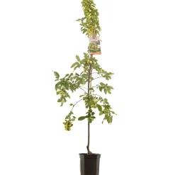 Fruitbomen|Ecocheques|ohgreen Sierappel malus professor sprenger laagstam