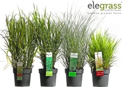 Ecocheques|Vaste Planten|ohgreen Siergrassen mix