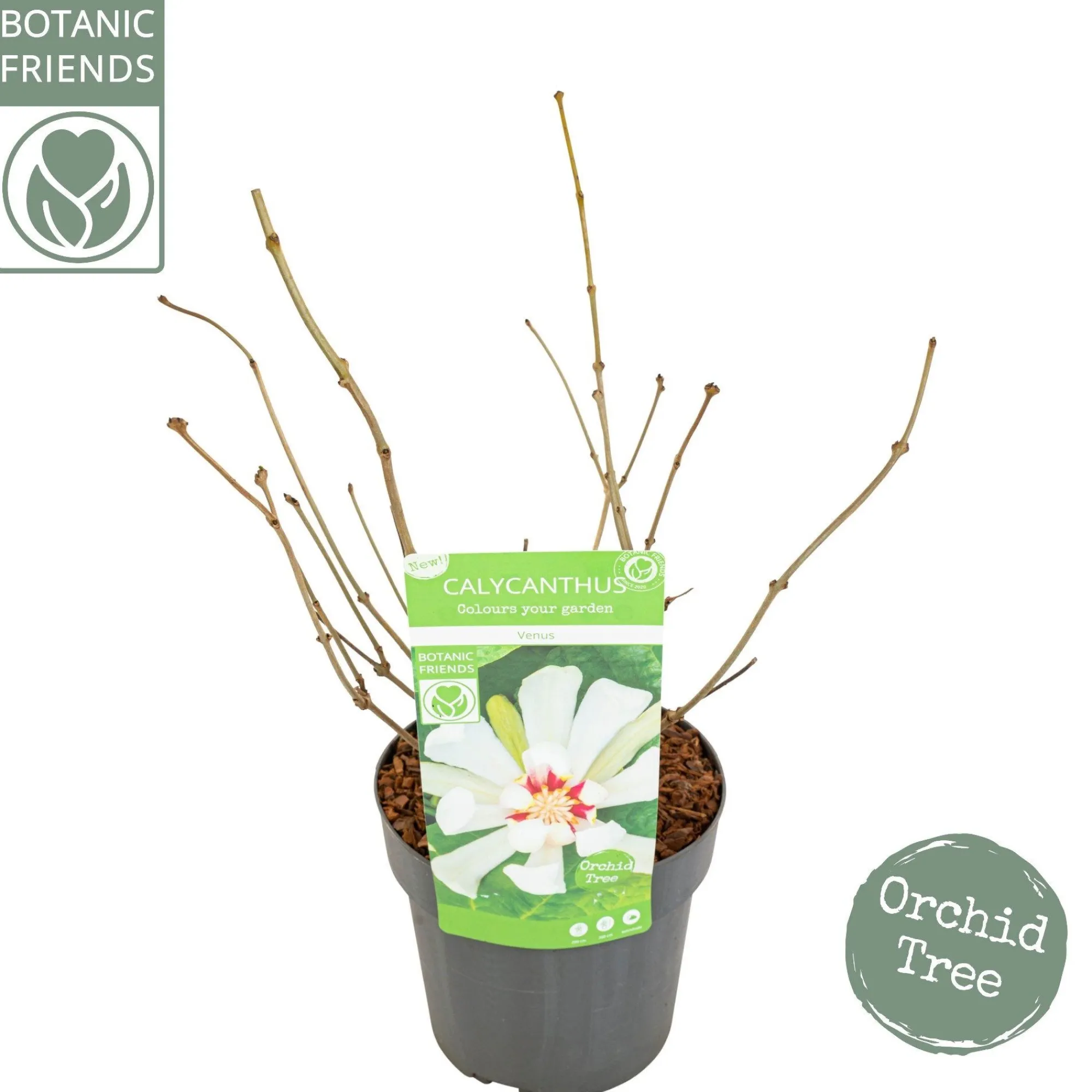 Struiken|Ecocheques|ohgreen Sinocalycanthus chinensis Venus
