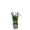 Sfeermakers|ohgreen Sneeuwklokje in witte plastic pot - h24xd8,5cm