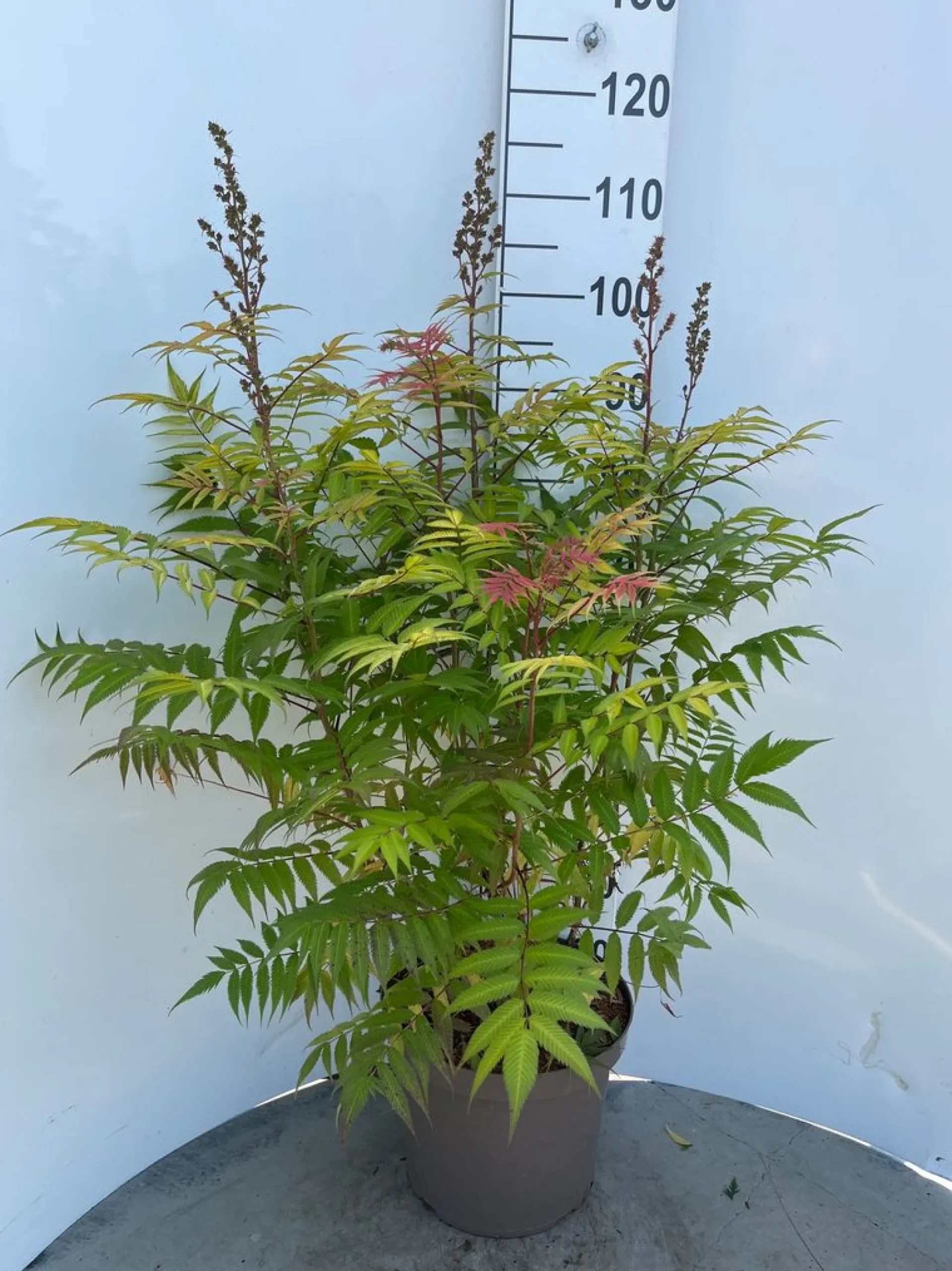 Struiken|Ecocheques|ohgreen Sorbaria sorbif Sem ( Lijsterbes spirea )