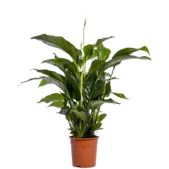 Bloeiende Planten|Ecocheques|ohgreen Spathiphyllum Sweet Lauretta ( Lepelplant of Vredeslelie )