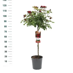Struiken|Ecocheques|ohgreen Stamroos Rosa 'Red Leonardo da Vinci'