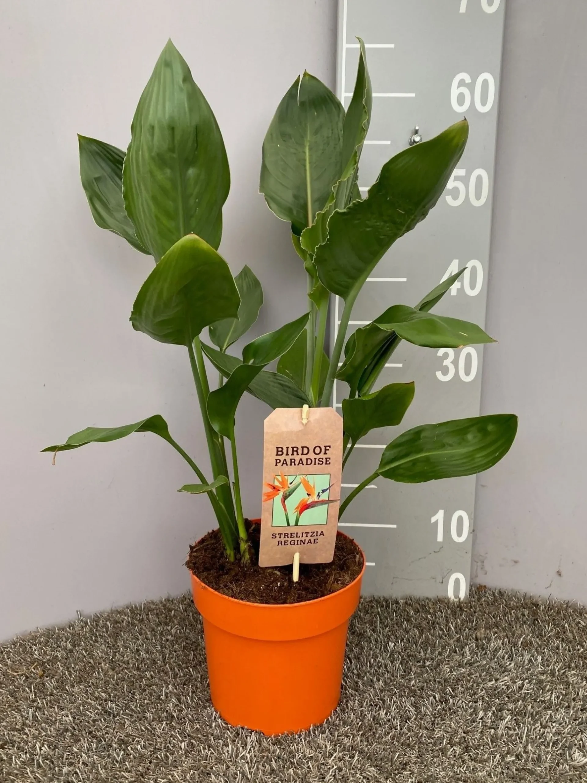 Groene Planten|Ecocheques|ohgreen Strelitzia nicolai