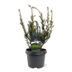 Struiken|Ecocheques|ohgreen Taxus media Groenland