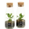 Composities En Terrariums|Ecocheques|ohgreen Terrarium arrangement