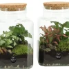 Composities En Terrariums|Ecocheques|ohgreen Terrarium arrangement