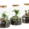 Composities En Terrariums|Ecocheques|ohgreen Terrarium arrangement