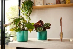 Potten En Vazen|Ecocheques|ohgreen The Ocean Collection 18cm Pacific green