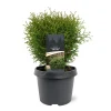 Ecocheques|Struiken|ohgreen Thuja occidentalis 'Tiny Tim'