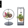 Groene Planten|Ecocheques|ohgreen Tillandsia Shelly mix (luchtplantje)