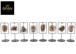 Groene Planten|Ecocheques|ohgreen Tilly Tiles Design (luchtplantje)