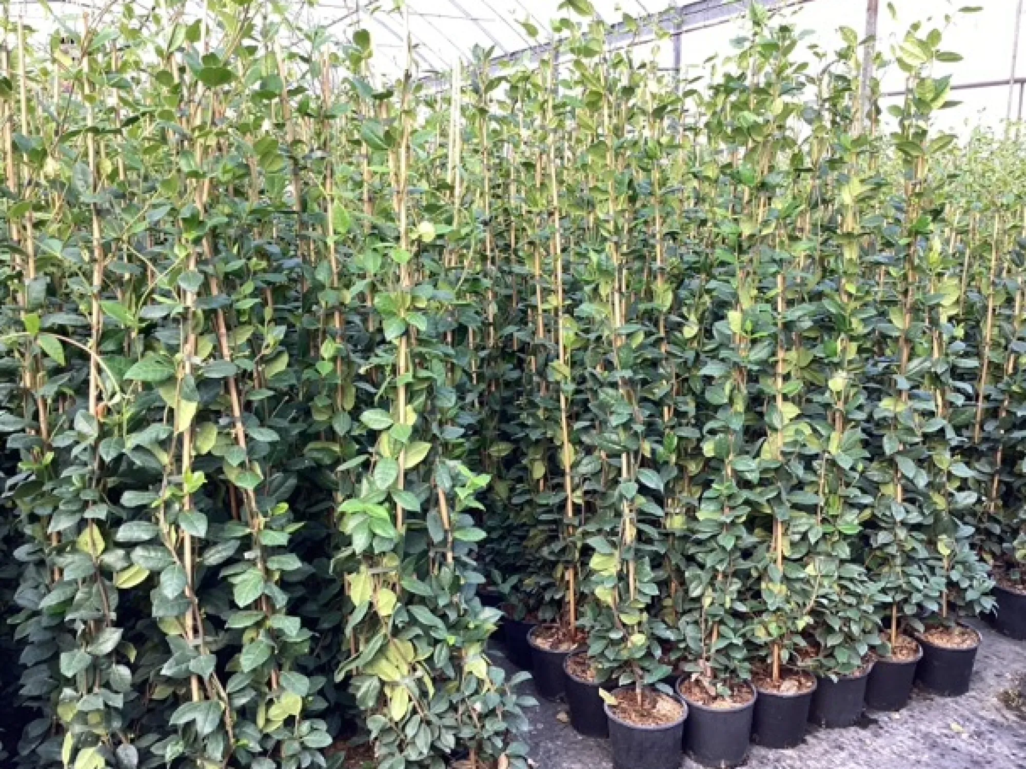 Klimplanten|Ecocheques|ohgreen Trachelospermum jasminoides ( Sterjasmijn )