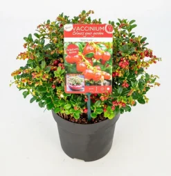 Struiken|Ecocheques|ohgreen Vaccinium vitis idaea ' red candy' - rode bosbes, vossenbes, hondsbes
