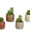 Sfeermakers|ohgreen Vetplant 12cm groen