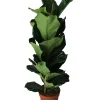 Groene Planten|Ecocheques|ohgreen Vioolbladplant (Ficus lyrata)