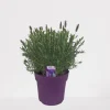 Lavendel|Ecocheques|ohgreen Vlinder lavendel p18